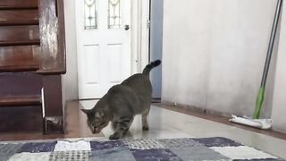 Cat Plays with Snake (Part 3)