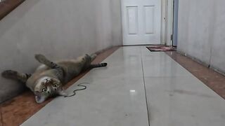 Cat Plays with Snake (Part 2)