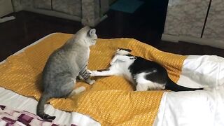 Cat Staring Contest
