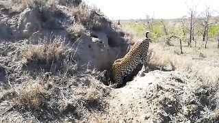 Leopard & Hunting
