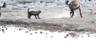 Hyenas & Safari