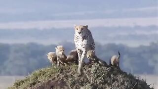 Nice Cheetah Vs Lions