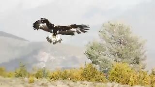Golden Eagle Vs Fox