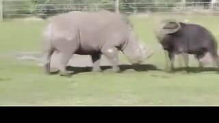 Rhino Vs Buffalo Rare Fighting