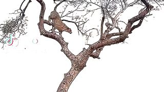 On tha tree fgt