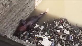 Indus River Dolphin Found Dead at Sukkur Barrage: Is the Indus Drying Up? ????????
