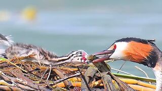 Grebe raising chicks
