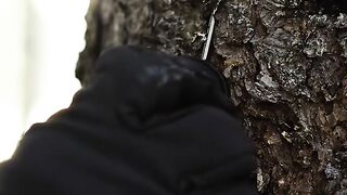 Tree sound