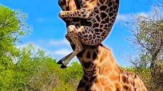 Funny hai