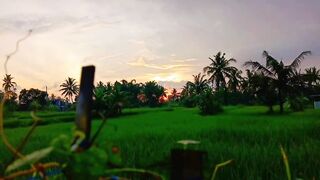 Cinematic pemandangan sawah pagi hari