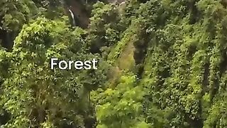 Forests & Your Health: Reduce Stress, Improve Sleep – The Power of Nature! ????????