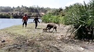 Dangerous Dogs