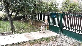 Dogs Playing