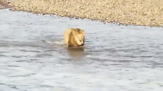 Lion Crossing River