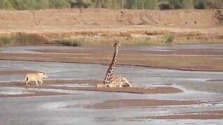Lion Attacks Giraffe