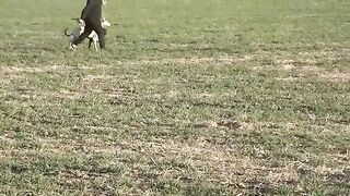 Animal Players