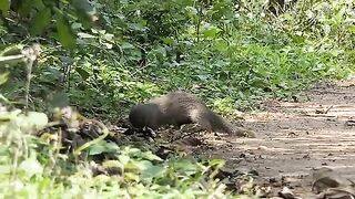Asian Mongoose