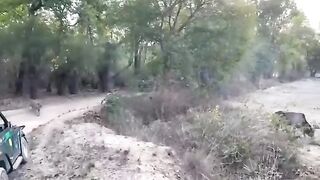 Big Male Tiger Hunting