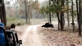 Tiger Hunting Wild Bison