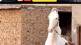 Video ???????????? 4