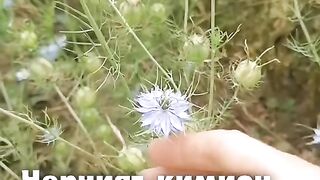 ЧЕРНИЯТ КИМИОН
