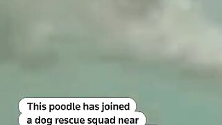 Standard Poodle Nilo Joins Canine Lifeguard Team in Spain