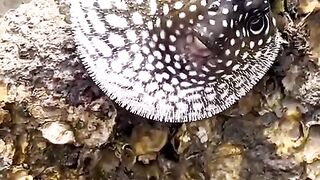 #viralvideo 9