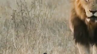 The Lion and the Clever Rabbit. _kids _story _lions _kidsvideo _kidslearning