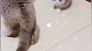 Funny Fighting Cats