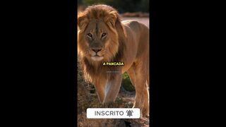 motivaçaodiaria