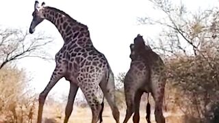 wild animal