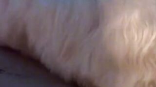 Cute cat ???? wait end