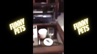 Top Funny Pets