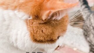 Cute brown Cat with beautiful eyes |Aww Cats, Nature, Cat, Animals, Pet,Viral video