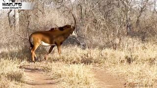 wild animal