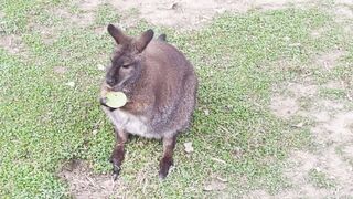Little kangroo eatings leave