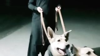 Saim m dogs