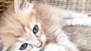 Cute & Lovely Kitten 4K video | Cat, Kitten, Viral Cat,