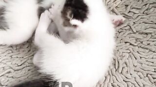 Beautiful Kittens Playing | Cats, Pet, Kittens, Viral,