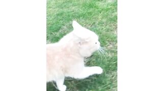 Funny animals - Funny cats _ dogs - Funny animal videos