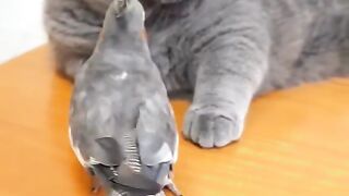 Pet animals