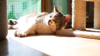 Cute cat