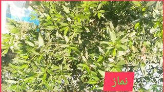 Salat miraj mumin/Islamicwisdom92