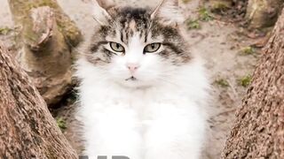 Cute Cat Playing 4K Viral Video | Nature, Cat, Pet