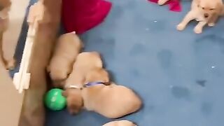 Labrador Retriever | Dog Mom And His Puppies