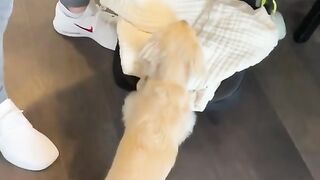 Cute Video | Dog And A Baby