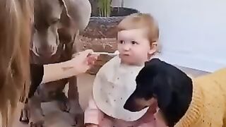 Funny Video | Dogs and baby