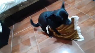 uma cachorra levada