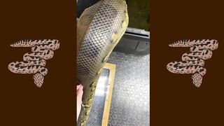 Green Anaconda