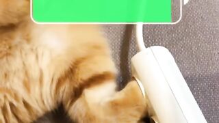 RECHARGED CAT
